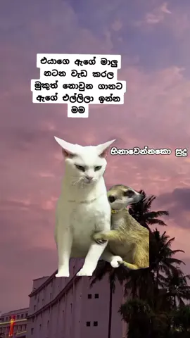 කෝ මේ දෝණිල ටික 🫣#Meme #MemeCut #CapCut #fyppppppp #funny 