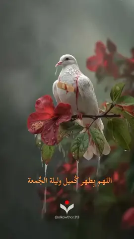 #ليلة_الجمعة #الجمعة #الخميس #دعاء_كميل #اللهم_عجل_لوليك_الفرج 