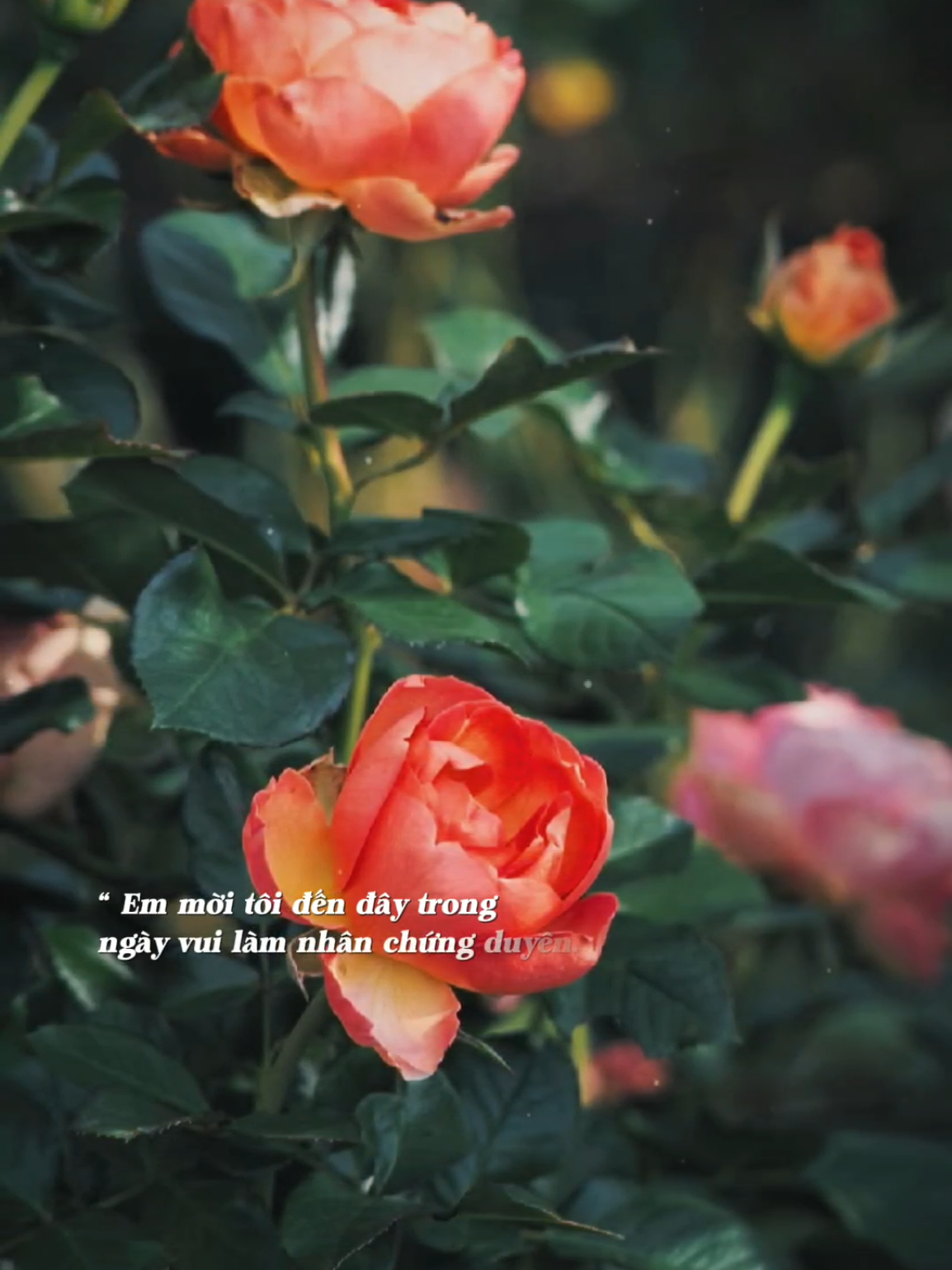 Nghèo nên không với cao son sắc thua giàu sang... #nhachaymoingay 