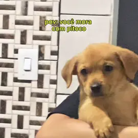 nosso pedacinho de felicidade  #fy #fyyyyy #pitoco #meme 