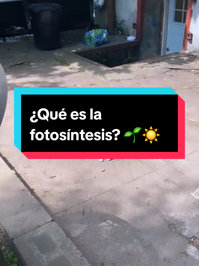 ¿Qué es la fotosíntesis? 🌱☀️ | BiologíaDesdeCero  #biología #biologiadesdecero #AprendeEnTikTok #fotosintesis #cienciaentiktok 