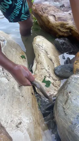 माछा मादै #असला_माछा #दरमखोला #गाउँघर🏠❣ #tarakhola #tarakholabaglung 