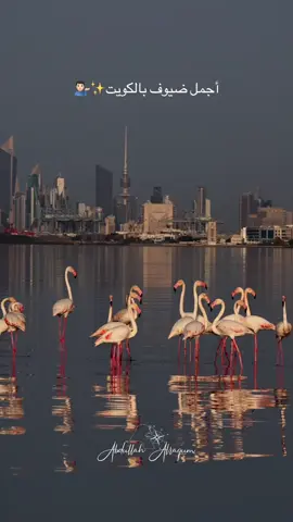 شاطئ الصليبخات 📍#الكويت #الشعب_الصيني_ماله_حل😂😂 #تصويري📷 #fyp #فلامنجو 