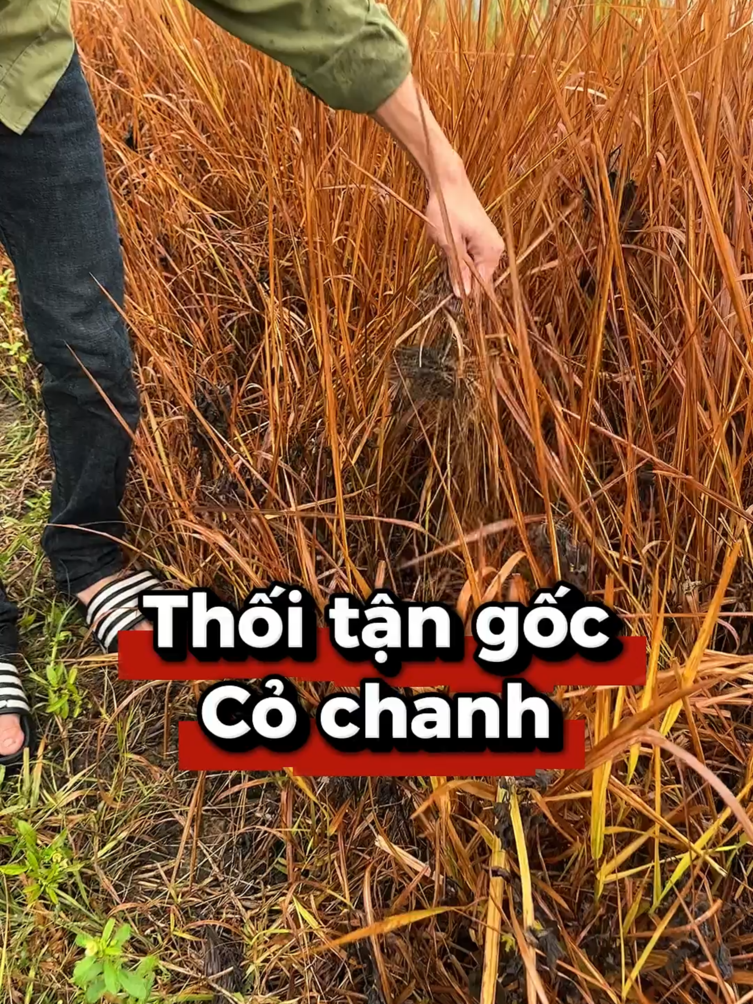 Tận gốc cỏ chanh#dietco #thuocdietco #nongnghiep