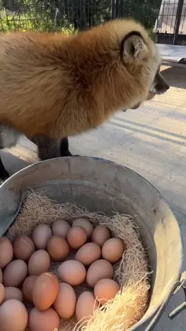 #funnyvideos #cute #videoviral #fox #animals 