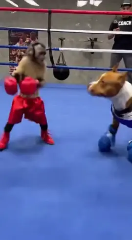 #onechampionship #က #ပွဲတွေလောက်တော့ သနားတာပေါ့😂