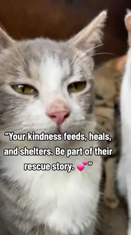 “Your kindness feeds, heals, and shelters. Be part of their rescue story. 💕”#SaveTheCats #HelpTheStrays #HungryCats #StreetCats #CatRescue