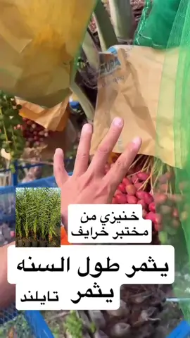 #جده_الكورنيش_الواجهه_البحريه #ضهران_الجنوب_نجران_جيزان_ابها_عسير_بي #نخيل_مثمر_بجميع_انواعه_ومقاسته_المختلفه #ابوحصه_ابوعجيب #جازان_العارضه 