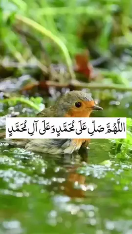#اللهم_صل_على_محمد_وآل_محمد #اللهم_انك_عفو_تحب_العفو_فاعف_عنا #گــوهــداربـە😊 #fyp 