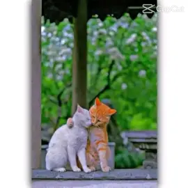 🥰🥰🥰🥰🥰#