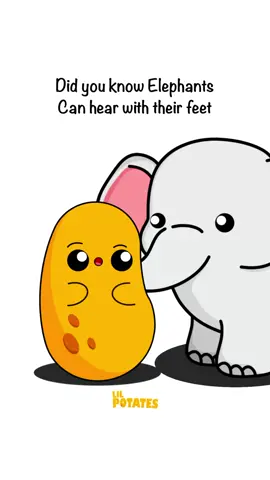 Did you know elephants  #elephants #cute #potato #rizz 