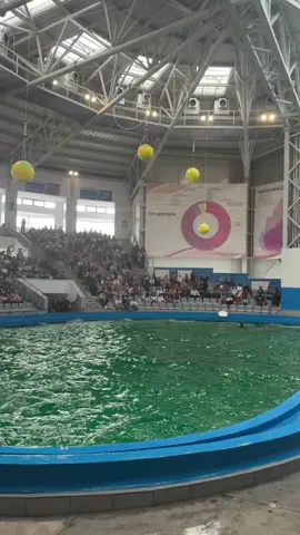 #delfinariu #dolphinarium #delfinariuconstanta #dolphins #constanta   