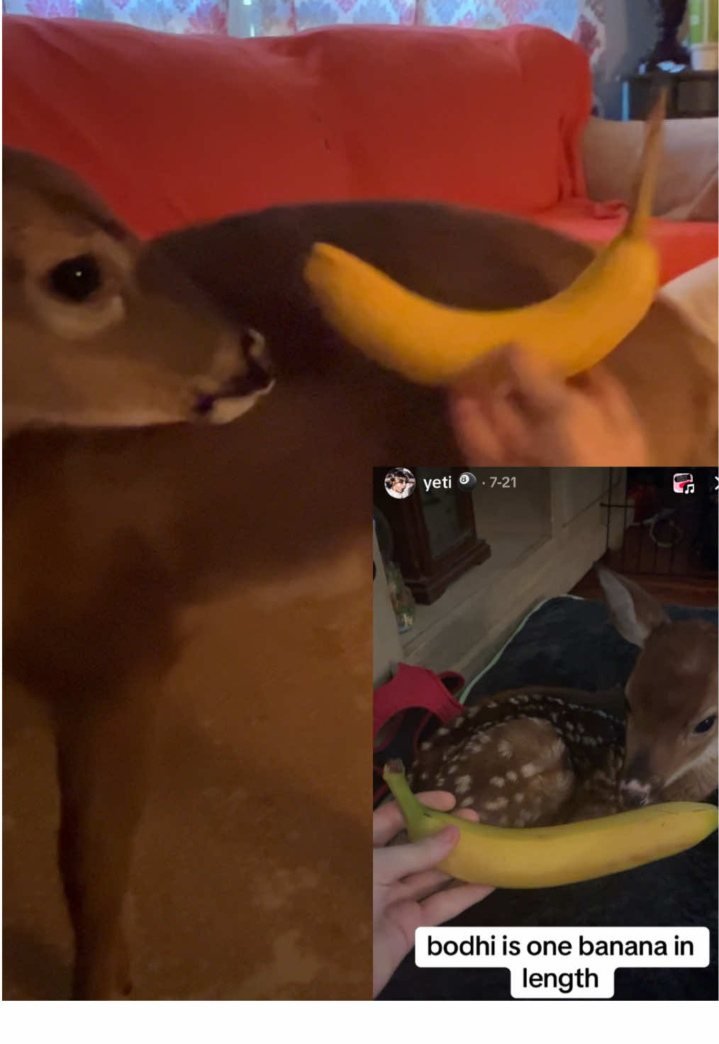 idk what's happening anymore ahhhh #bodhi4prez #deer #fawn #pet #hellyeah 