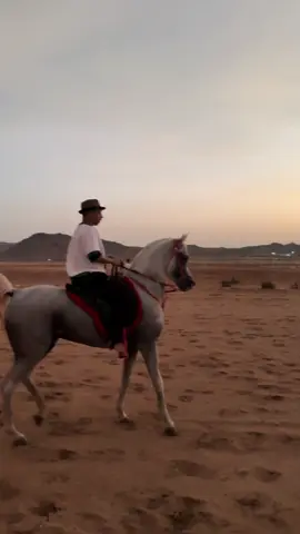 #سعيد #اصيل #الجموم_مكه #خيل_وخياله🐎 #horse 