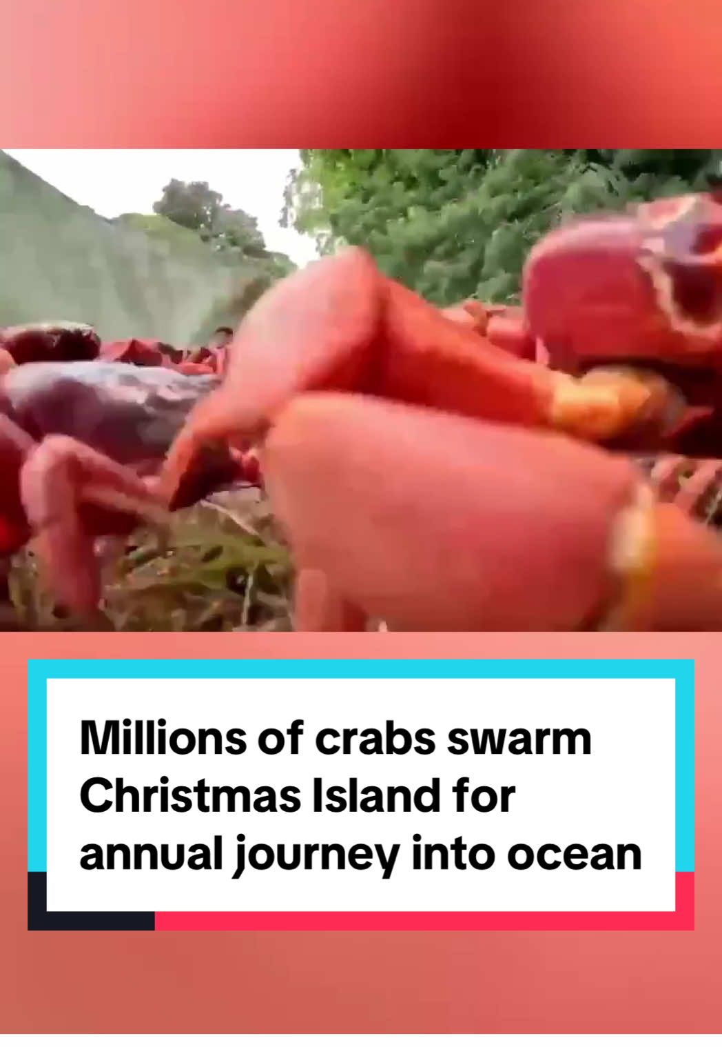 Red crab migration season, which sees millions of crabs make their way to the ocean to breed, kicked off on Australia’s Christmas Island. According to Parks Australia, red crabs emerge en masse from all over the island and make their way to the ocean to breed every year. This drone footage, filmed on October 22 by Indian Ocean Experiences, shows the crabs crawling down a road on their journey to the shore. #christmasisland #australia 