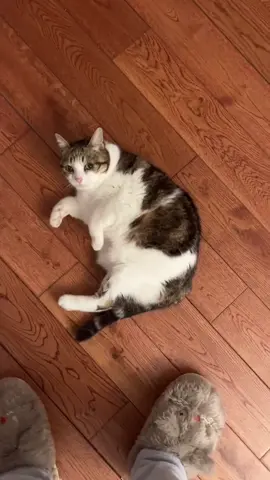 可爱哦 #cat #meowl #melonpi 