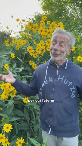 Il nome del topinambur ha un’origine originalissima. Non indovinereste mai da dove deriva 🌼 #giovannistorti #giova #natura #topinambur #fiori 
