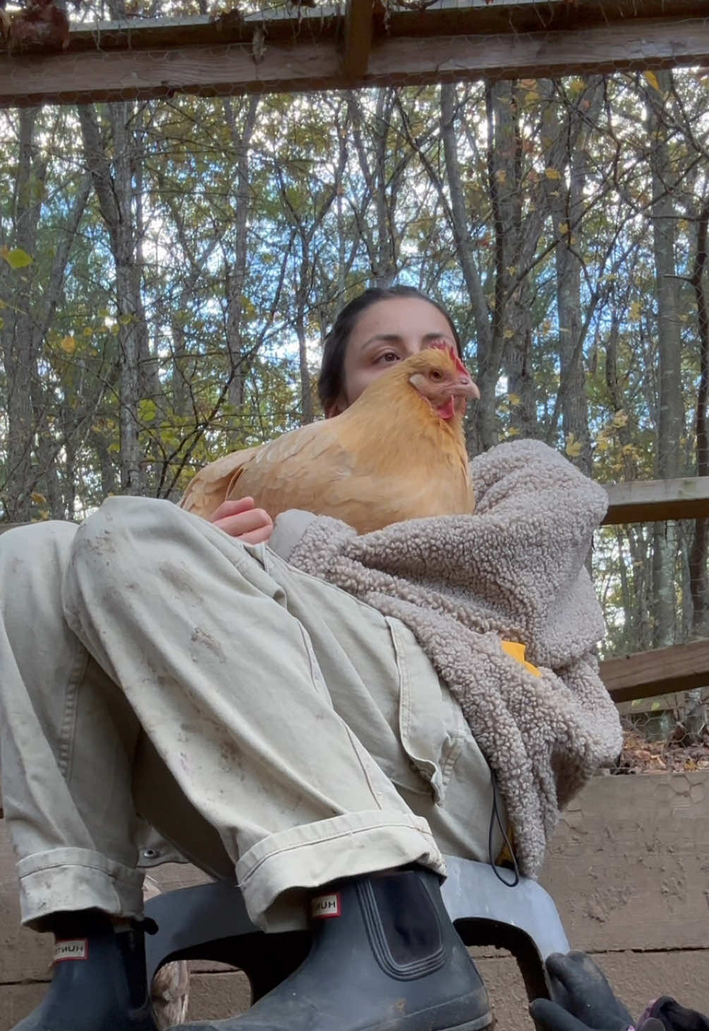 Cuddles with my chonky potato 💛 #chickensoftiktok🐔 #chickensaspets #backyardchickens #animalsoftiktok #chickenmom 