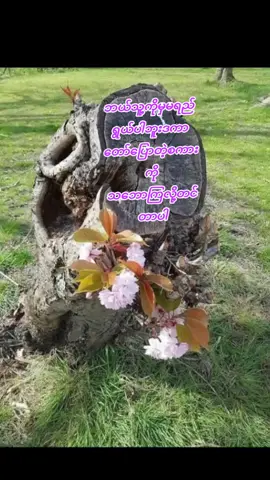 #ရွှေဝေါသားလေးကြယ်တစ်ပွင့် #စကားဗဟုသုတ #