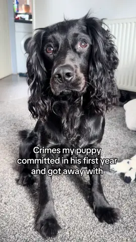 The thug life chose him 👮 #dogsoftiktok #spaniel #workingdog #puppydog #DogTraining 