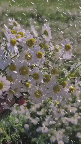 Blinmez ne dertler var, Bu sendeki dert mi sandın.. 🍂🌼🍂🌼