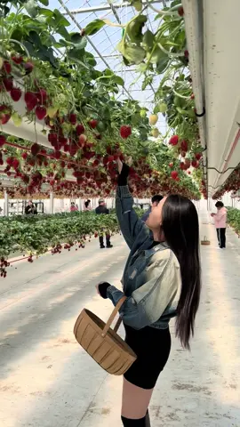 Đúng là ở hàn thì phải trải nghiệm hái dâu tây ít nhất 1 lần…thú vị ghê #korean #더나은딸기 