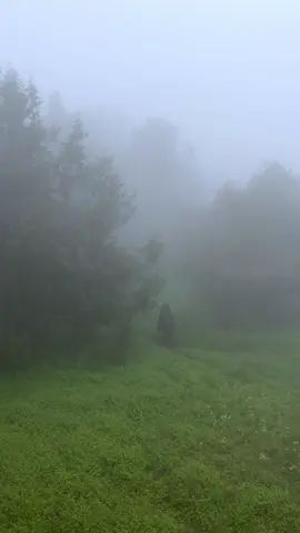 مدينة الضباب الفاتنة🌳. #الباحة #quran #explore #albaha 