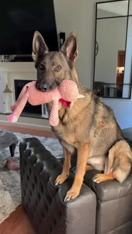 #funny #floofinators #sadiethesableshepherd 