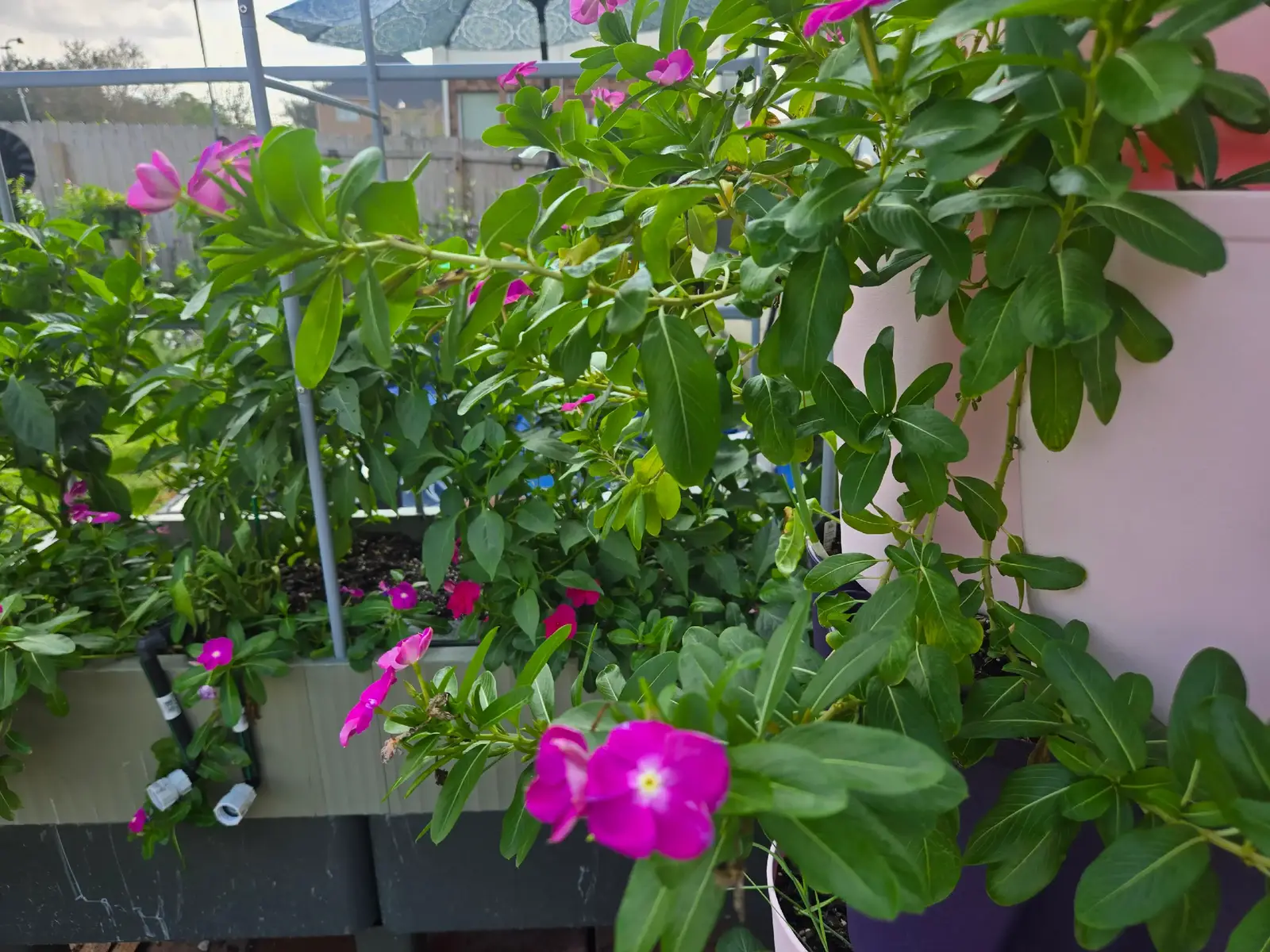 Documenting my fall garden — the flowers, fruits, and veggies that are thriving right now. These blooms keep the pollinators coming and my garden flourishing. I’m capturing these memories to compare next year’s growth and remind others how essential flowers are for companion planting and a healthy harvest. 🌸🌿🍅🐝