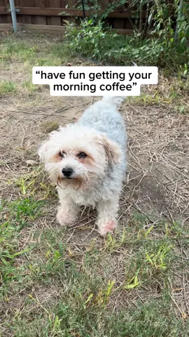 Chili turns 10 today 🐾 🐶  A sweet treat to start the day ☕️ #dogsoftiktok #dog #dogsbirthday @Sweetwaters Coffee & Tea 