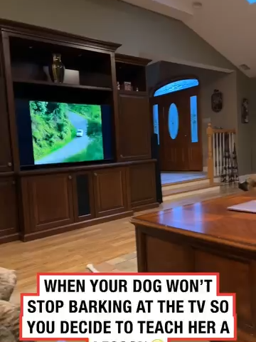 She won’t bark anymore 🤣⁠ ⁠ (🎥: IG/ Shayna_rosee via Collab)