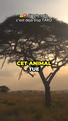 ⚠️⚠️L’animal le plus mortel d’Afrique  #animaux #faitsinsolites #nature #hippopotame #savane 