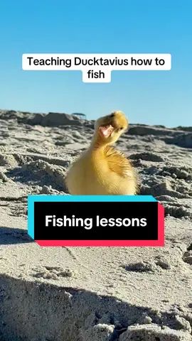 Make sure to subscribe to the subscription for exclusive content. check the links in the bio if you would like to follow your nephew on other platforms.  #ducks #duck 