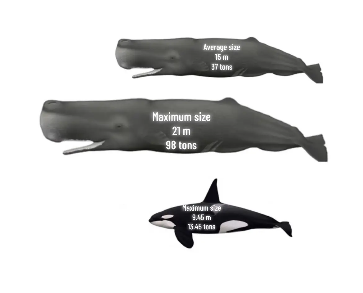 #short #sea #whale #orca #dolphin @Dominion @King carcha @Cenozoic Beast @Shark girl🦈 @Paleo Nerd @Edsonbarbozalover69 @Blacky @P L U N G E R M A N 