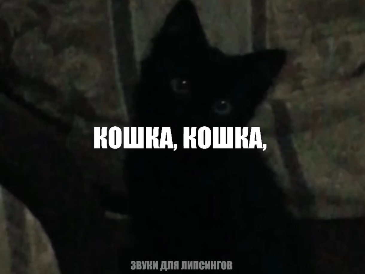 — кошка.. // все треки уже в тгк: навеиваю музыку #музыкарокайфу#глобальныерекомендации#песня#песни 