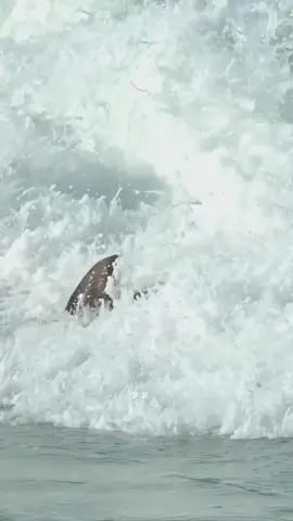 Beautiful birds #bird #sea #nature #foryou #fyp 