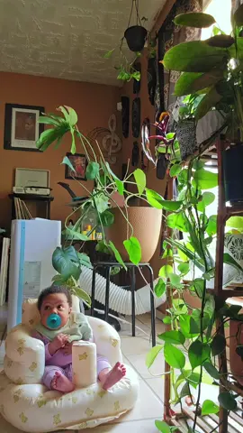 Introducing my baby to my plant babies 