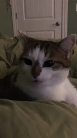 She complains if you sing or play videos too loud while she’s sleeping. Don’t disturb the princesses beauty sleep.😤 #cat #cats #catsoftiktok #pet #pets #PetsOfTikTok #cute #funny