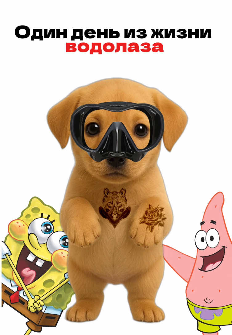 Один день из жизни водолаза🐳 #fyp #собака #песик #образование #dog 