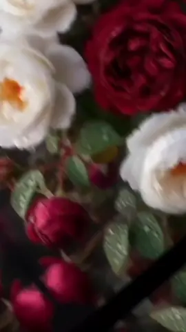 LOBANSKIELISATI 🐺 ✨ Amor, me diagnosticaron un caso de amor agudo crónico… por ti  Cuando el amor es real, no hay cura 🧸💞 #Osito0 #Osito05 #AmorVerdadero  #TeAmo  #MiVida                           