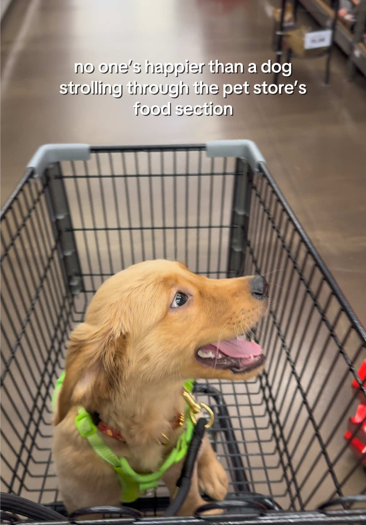 Mom!!! Stop walking and buy me something 😱 #goldenretriever #fyp #foryoupage #dog #cute