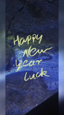 La Rochelle Aquarium.... day 3 of my MCS cruise #aquariumfish #larochellefrance  #france #MSC 