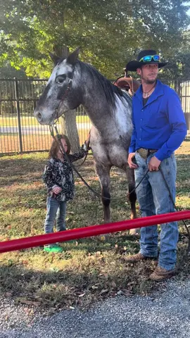 Marshmallow 15yo GRADE GELDING 