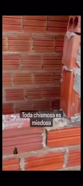 Jajaja grito como mono 🤣 #risa #bromas #gracioso #divertido #viral 