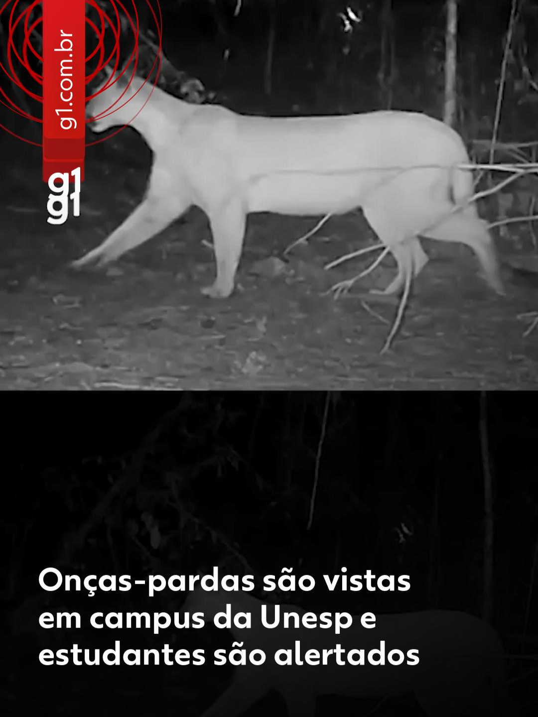 🐾Flagra - Câmeras de monitoramento do Grupo de Estudos de Animais Selvagens (GEAS), da Universidade Estadual Paulista (Unesp) em Rio Claro (SP), flagraram ao menos duas onças-pardas no campus da instituição. Os registros fizeram com que a universidade enviasse e-mail aos estudantes alertando sobre a presença dos animais na região. Especialistas afirmam que esses animais silvestres representam risco aos humanos apenas quando ameaçados. 