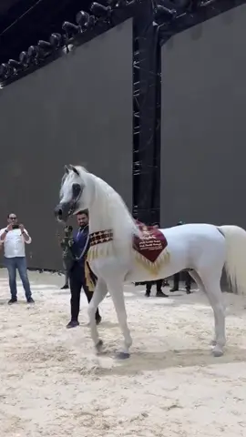 إنها الكبرياء #horses #خيل #خيل_وخياله🐎 #explore #fyp 