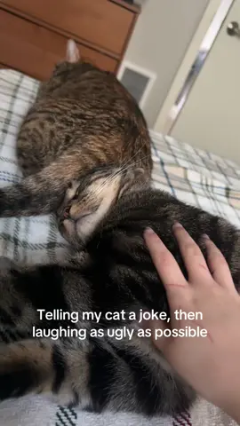 Safe to say he was NOT impressed #fyp #catsoftiktok #sleepingcatsoftiktok 