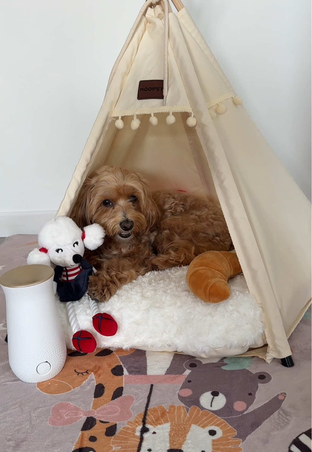 #AD Un angolo coccoloso per MIA, un tocco di profumo con Glade… e un finale a sorpresa 🐶💤✨ #Glade #maltipoo #pubblicità  