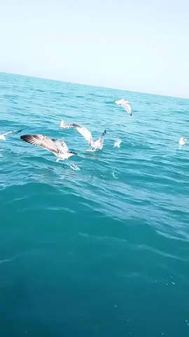 #creatorsearchinsights 