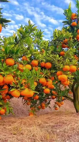 #fypシ #foryoupage #fyp #fruit #AlQuran 